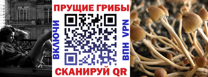 Галлюциногенные грибы Psilocybe  Павловская 
